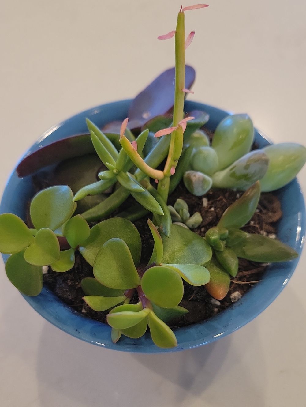 Damaged Le Creuset Azure Mini Bowl Repurposed